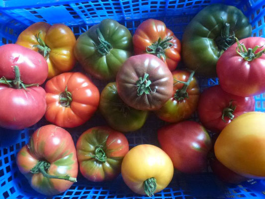 De belles tomates