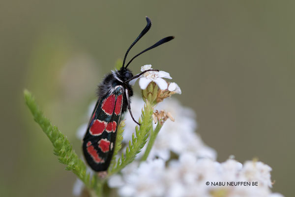 Esparsettenwidderchen Foto NABU B.E.