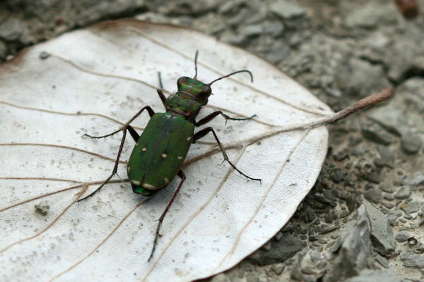 Feldsandlaufkäfer Foto NABU B.E.