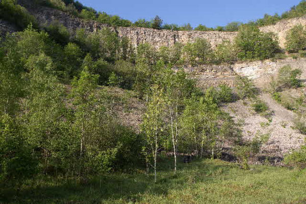 Biotop/ Nahrungslebensraum BerglaubsängerFoto NABU B.E.