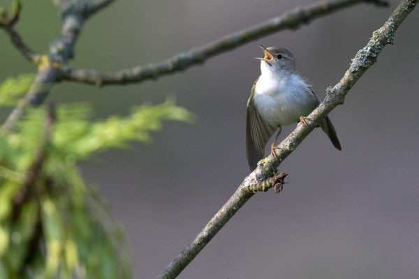 Berglaubsänger Foto NABU B.E.