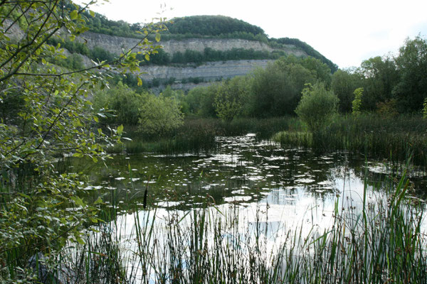 Feuchtgebiete an der Steinbruchkante Foto NABU B.E.