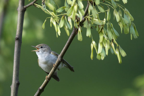Berglaubsänger Foto NABU B.E.