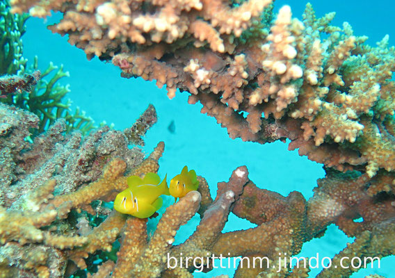 Zitronen-Korallengrundel (Fische A-Z)