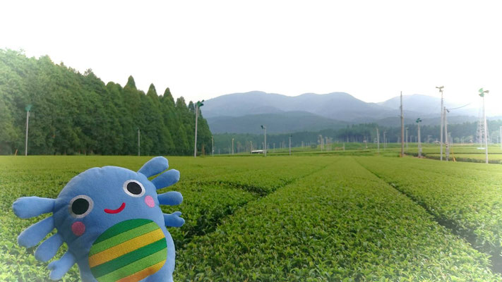 お茶の野本園　お茶畑