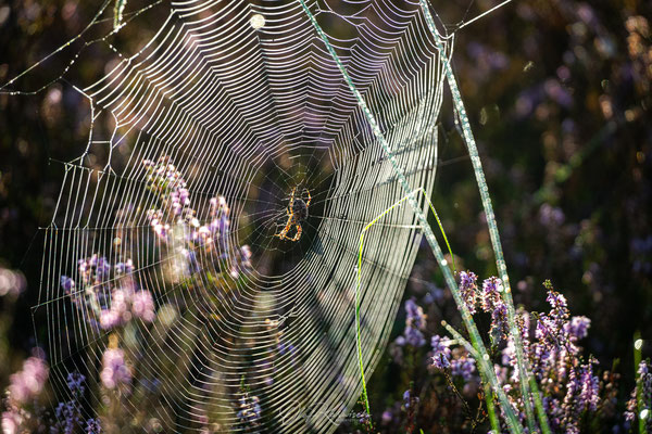Spinnennetze in der Heide