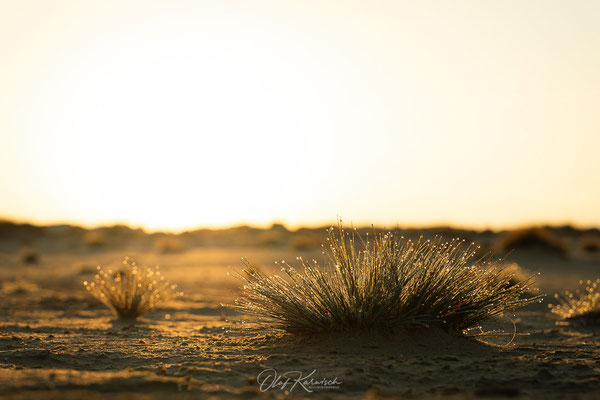 Sonnenaufgang Drunense Duinen