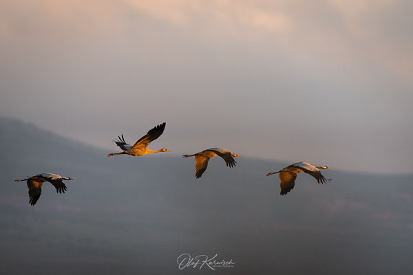 Kraniche auf dem Flug zur Futterstelle