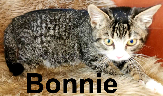 5.1.21 Bonnie