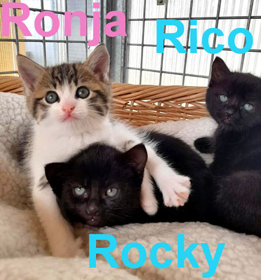 6.11.21 Rico, Rocky & Ronja