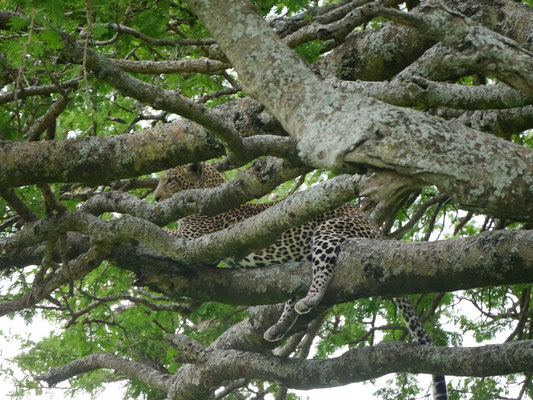 ein Leopard im Baum