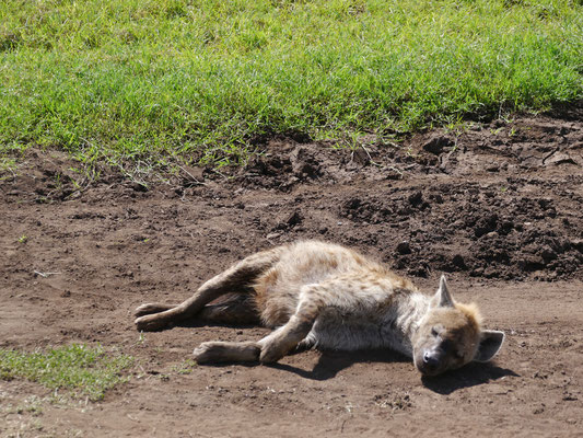 eine faule Hyäne