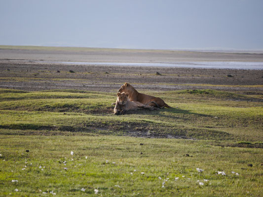 2 Löwen im Ngorongoro Krater