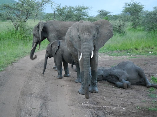 Elefanten auf der Straße