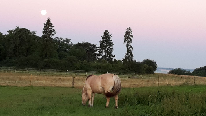 Pferd im Mondschein