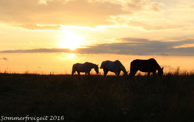 Pferde im Sonnenuntergang