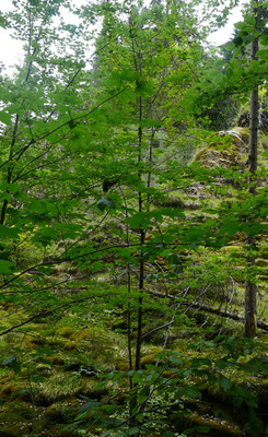 Tüfelschilen Urwald