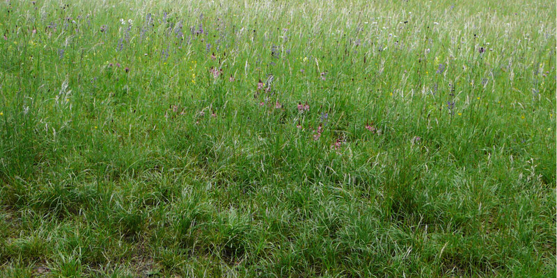 Blumenwiese