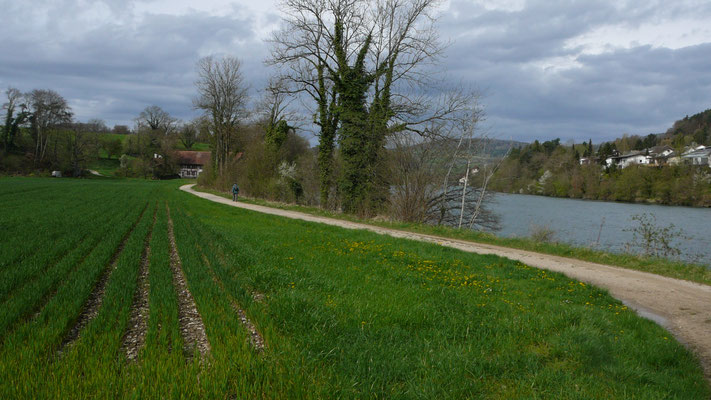 Rhein bei Hohentengen