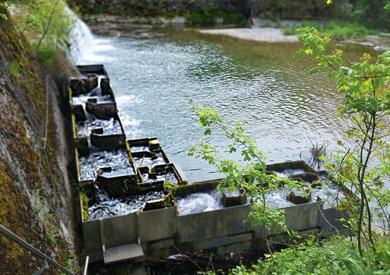 Fischtreppe