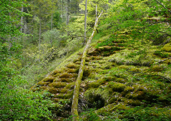 Tüfelschilen Urwald