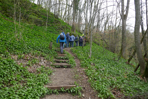 Durch den Bärlauchwald