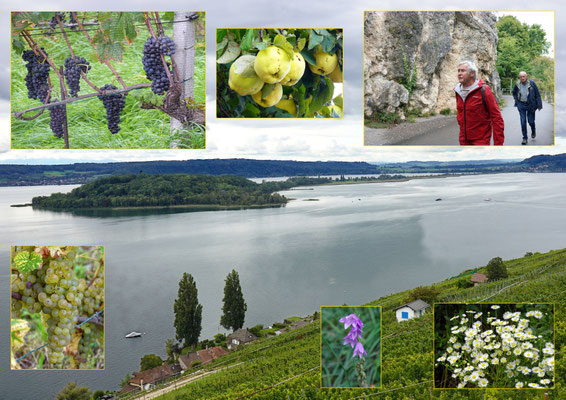 Bielersee, St.Petersinsel, Erlach