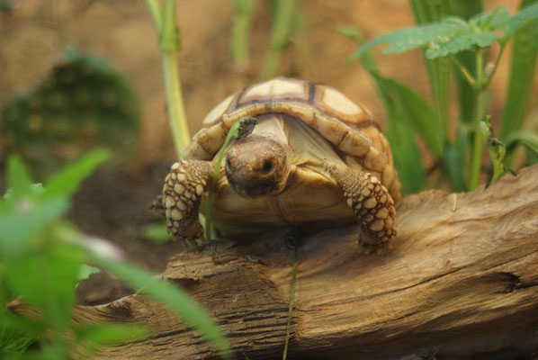 Akwasi beweist, das Schilkröten auch gut klettern können.