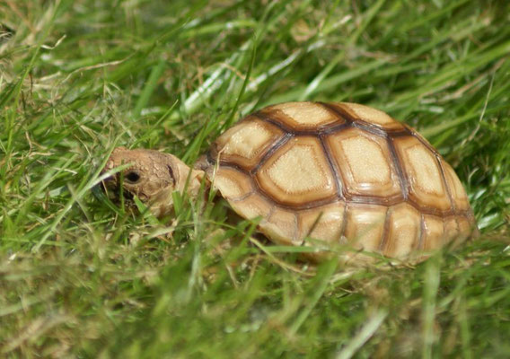 Noch kann sich die kleine Schildkröte im Gras verstecken.