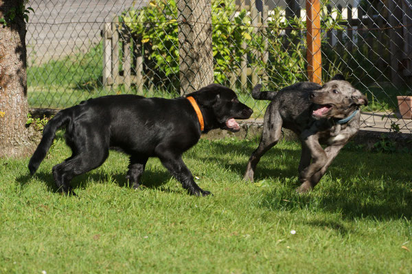 Guter Sozialkontakt mit anderen Hunden jeden Alters, Größe & Rasse ist nicht nur für Welpen ganz wichtig, Foto: Hans Sennebogen