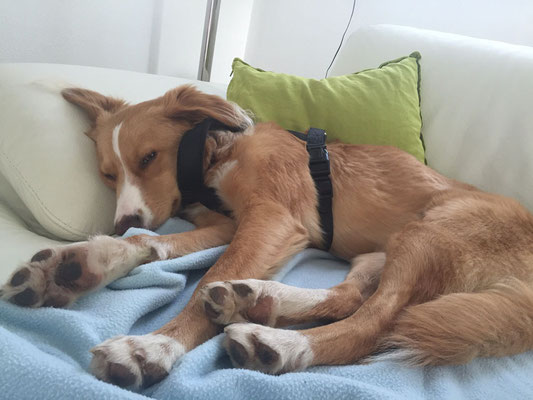 Für eine vertrauensvolle Mensch-Hund-Beziehung