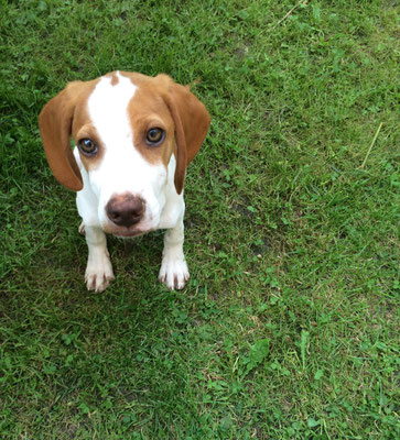 Dein  Welpe lernt kleinschrittig, konzentriert und nachhaltig und wir haben Zeit für deine Fragen