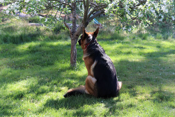 Merlin betet da anscheinend einen Apfelbaum an. Oder kratzt er sich nur?