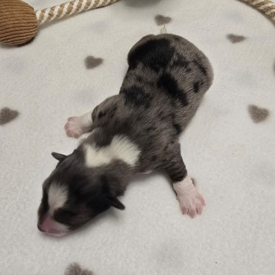 Oskar