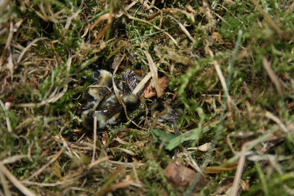 Nest der Bunthummel am Boden im Moos  Foto: S. Holmgeirsson