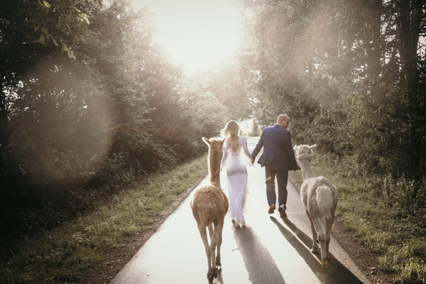 Hochzeit Norddeutschland Alpakas Hochzeitsfotograf