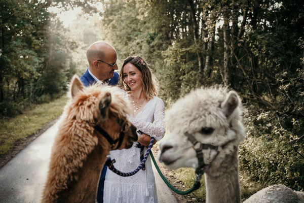 Hochzeit Norddeutschland Alpakas Hochzeitsfotograf