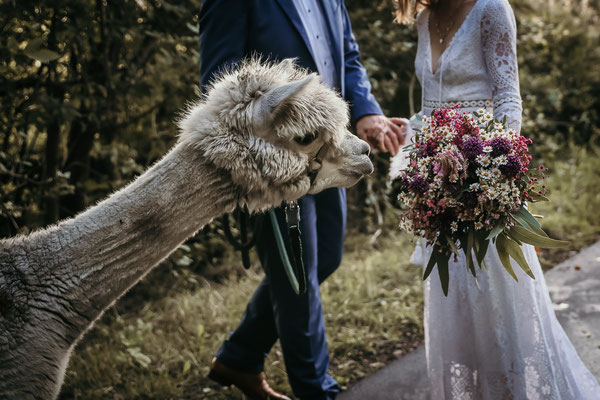Hochzeit Norddeutschland Alpakas Hochzeitsfotograf