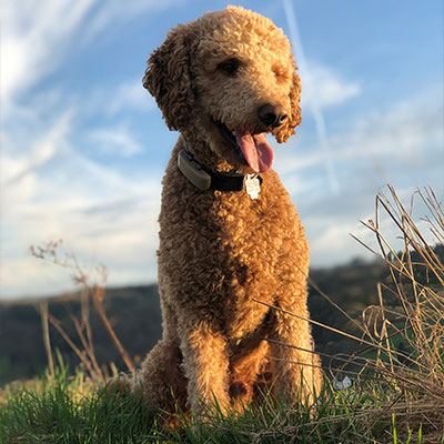 Bruno