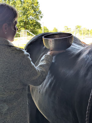 Ali Baba Lilienhof Welsch