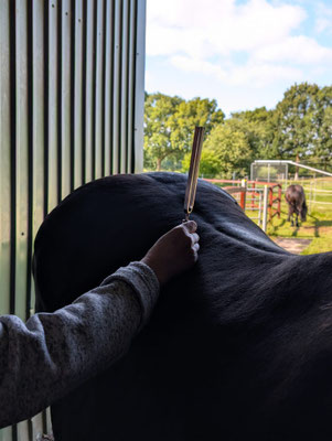 Ali Baba Lilienhof Welsch