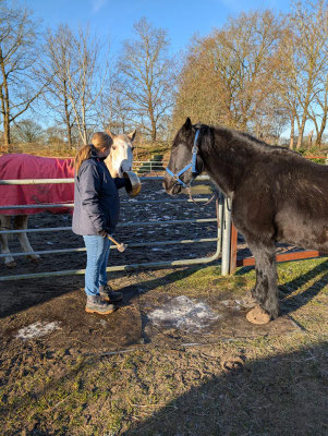 Ali Baba Lilienhof Welsch