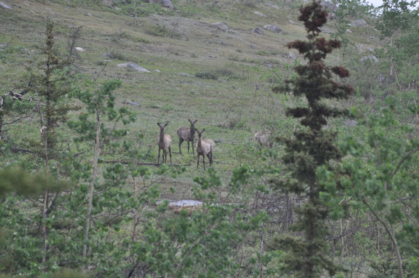 Wapiti (Elks)