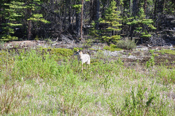 Coyote