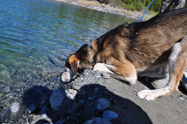 Teddy am Canyon Lake