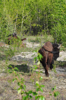 Bisons
