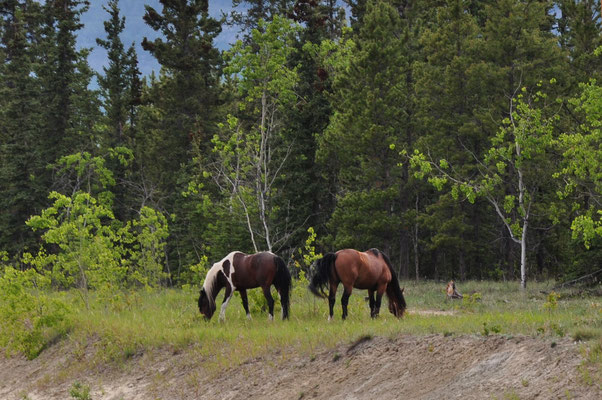 Mustangs