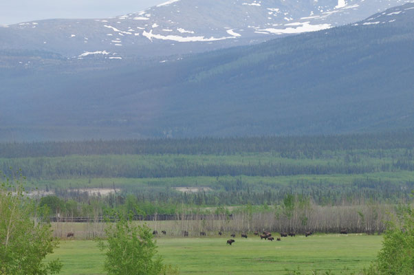 Bisons