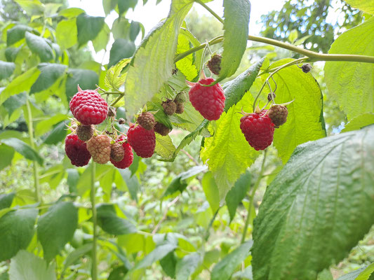 Himbeeren im "essbaren Waldgarten"