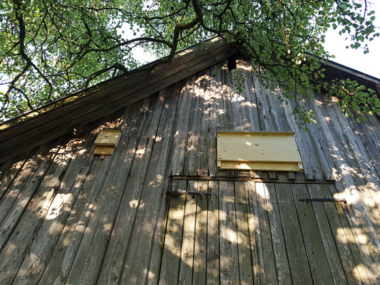 Fledermauskästen